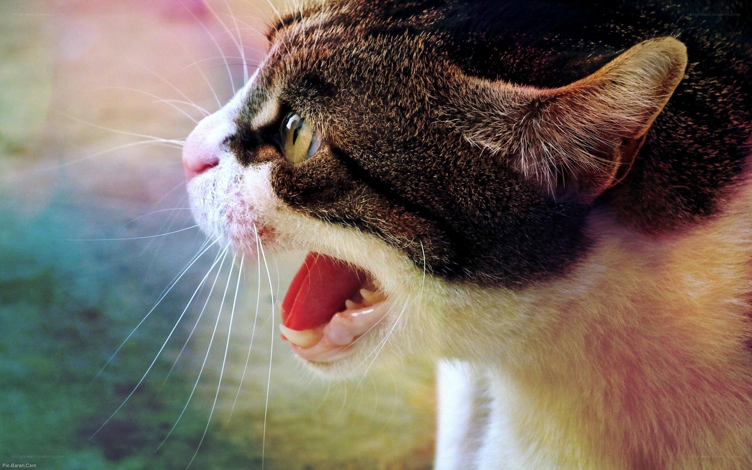cat with open mouth