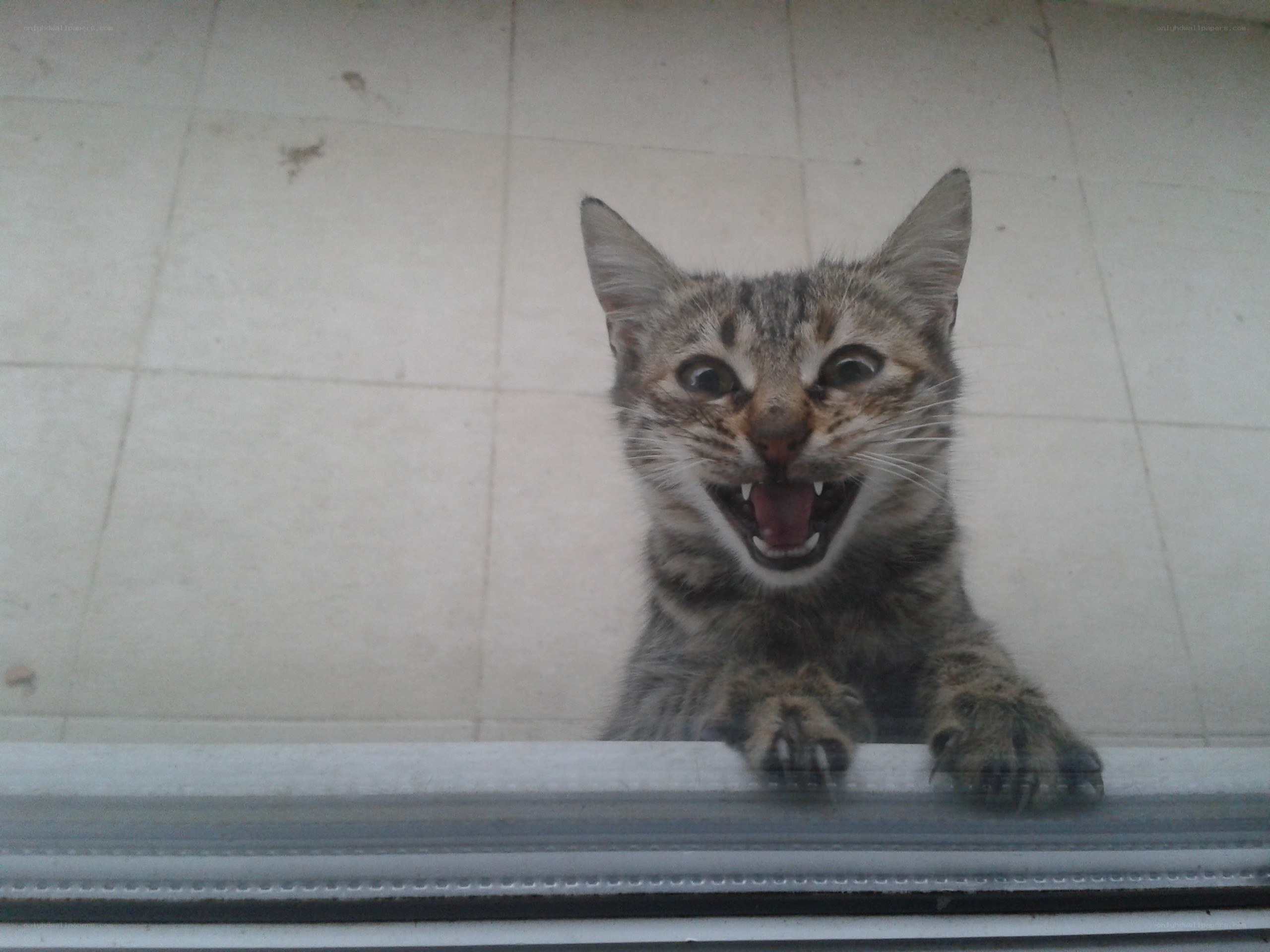 cat with open mouth
