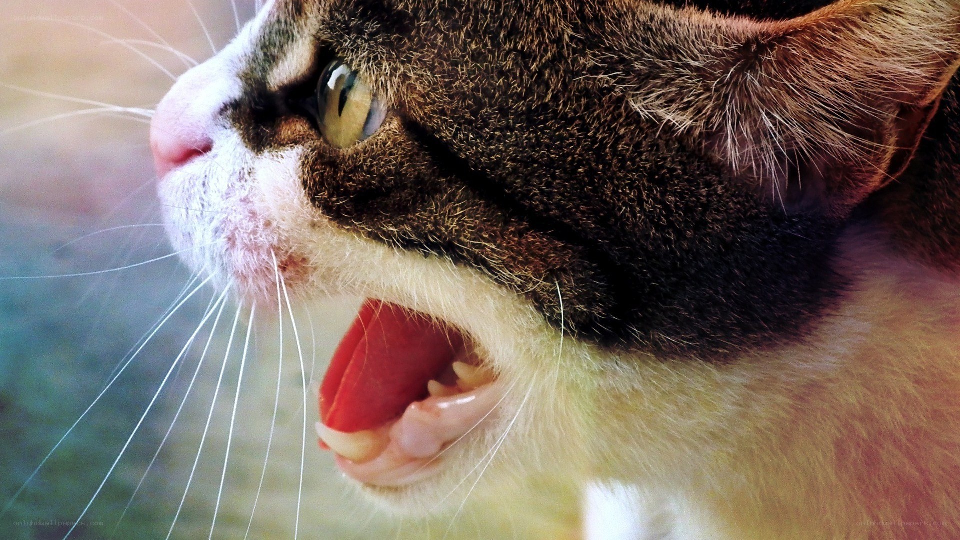 cat with open mouth