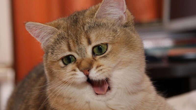 cat with open mouth