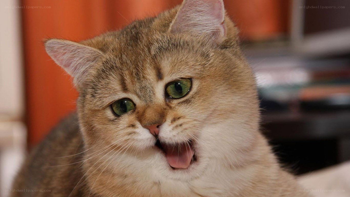 cat with open mouth