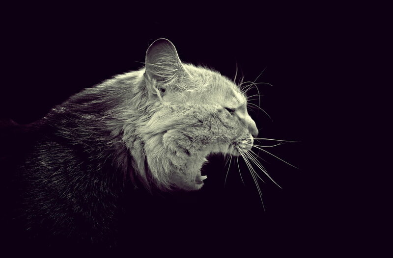 Cat with Open Mouth — Black