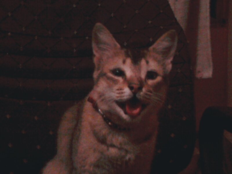 Cat with Open Mouth — Brown