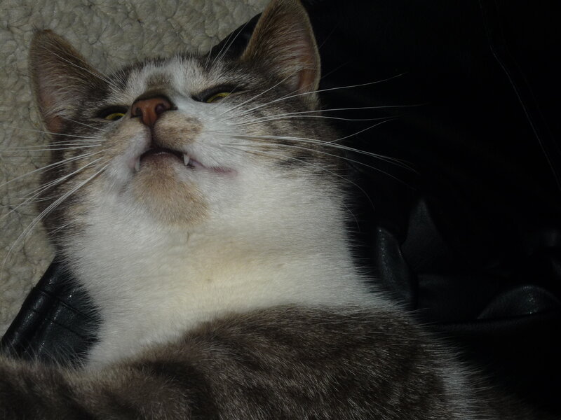 Cat with Open Mouth — Gray