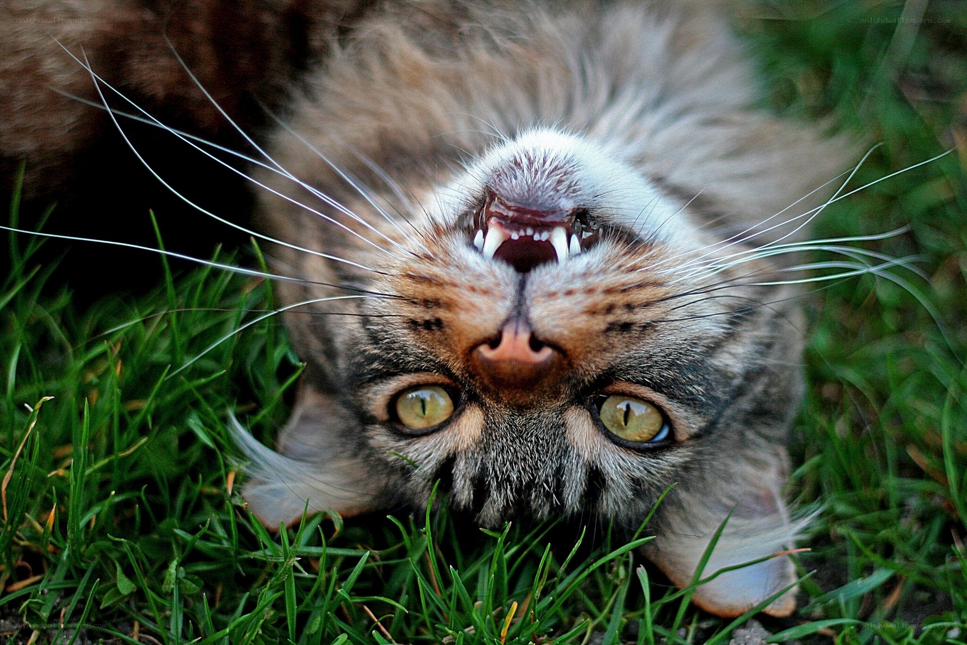 cat with open mouth on grass