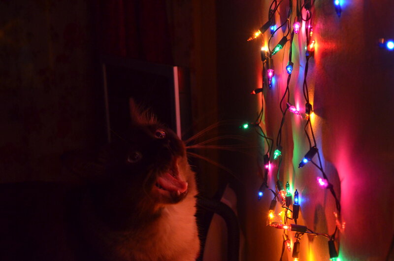 Cat with Open Mouth — Red