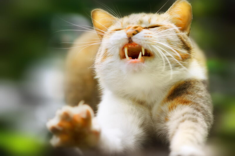 Cat with Open Mouth — White, Playful