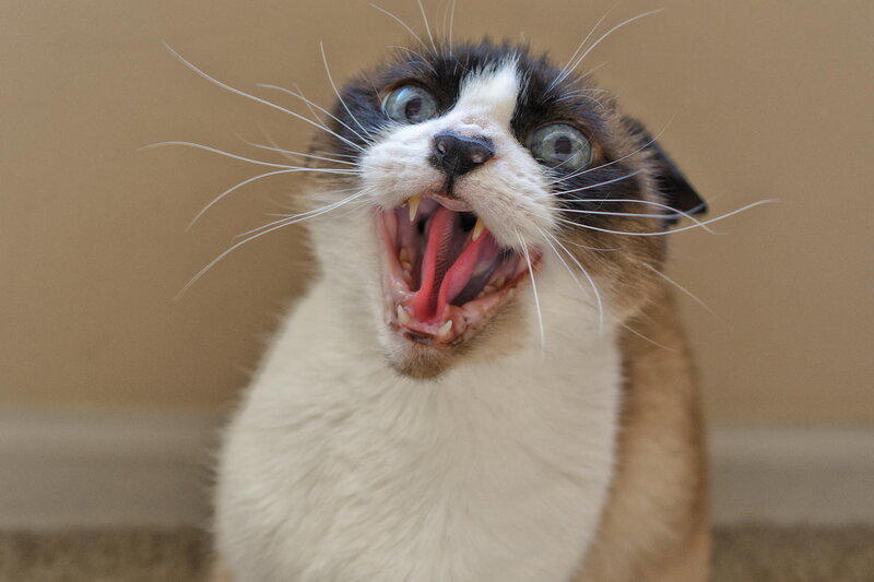 Cat with Open Mouth — White, Startled