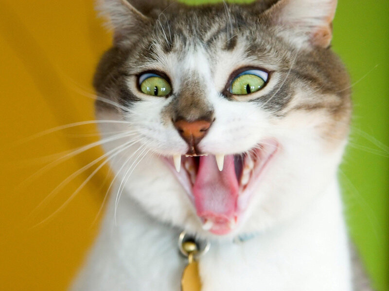 Cat with Open Mouth — White