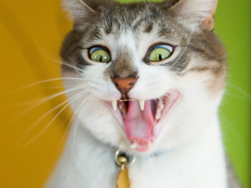 Cat with Open Mouth — Yellow, Startled
