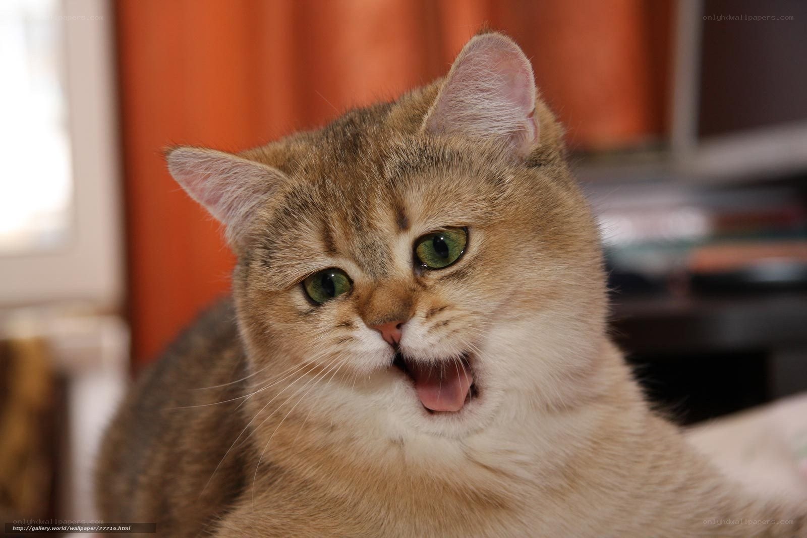 cat with open mouth