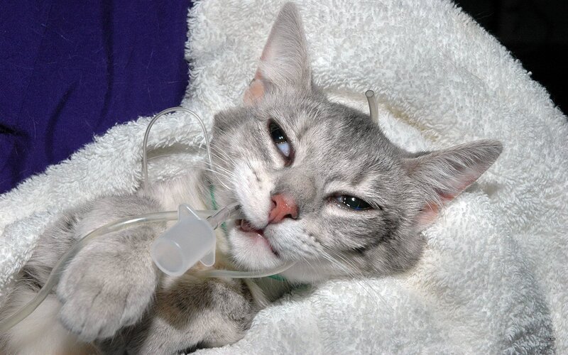 Cat with Oxygen Tube