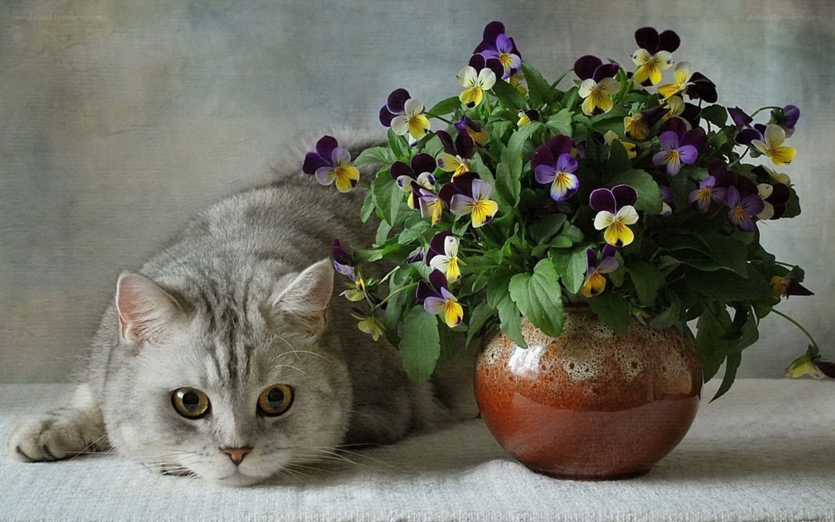 Cat with pansies in a vase