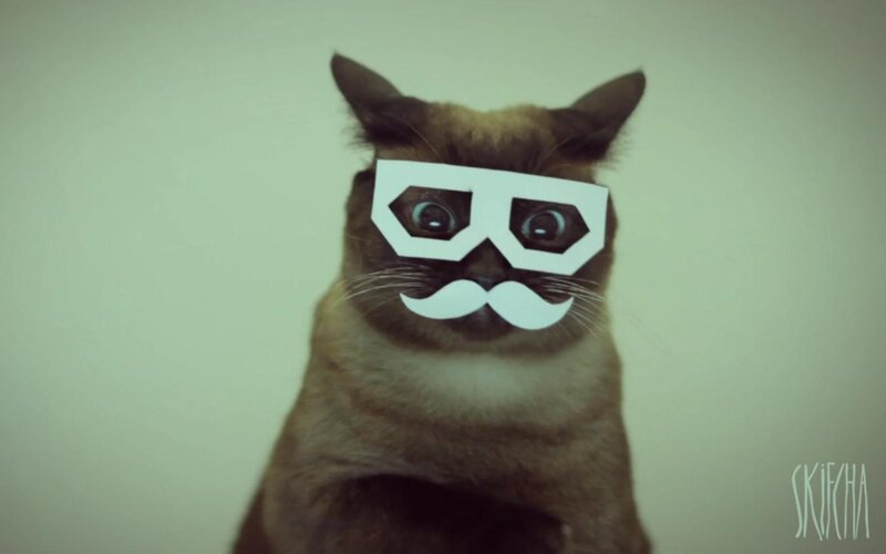 cat with paper mask
