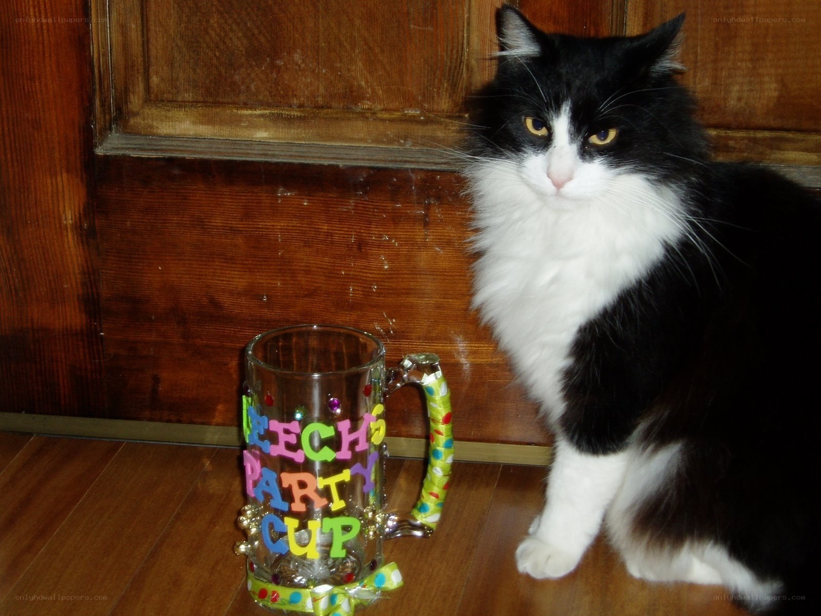 cat with party mug