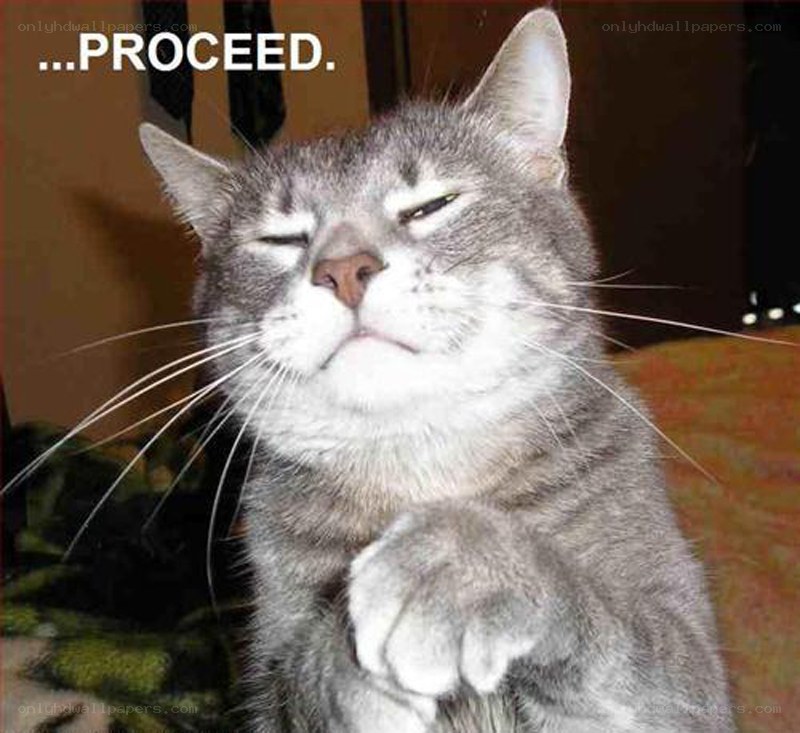 cat with paw raised