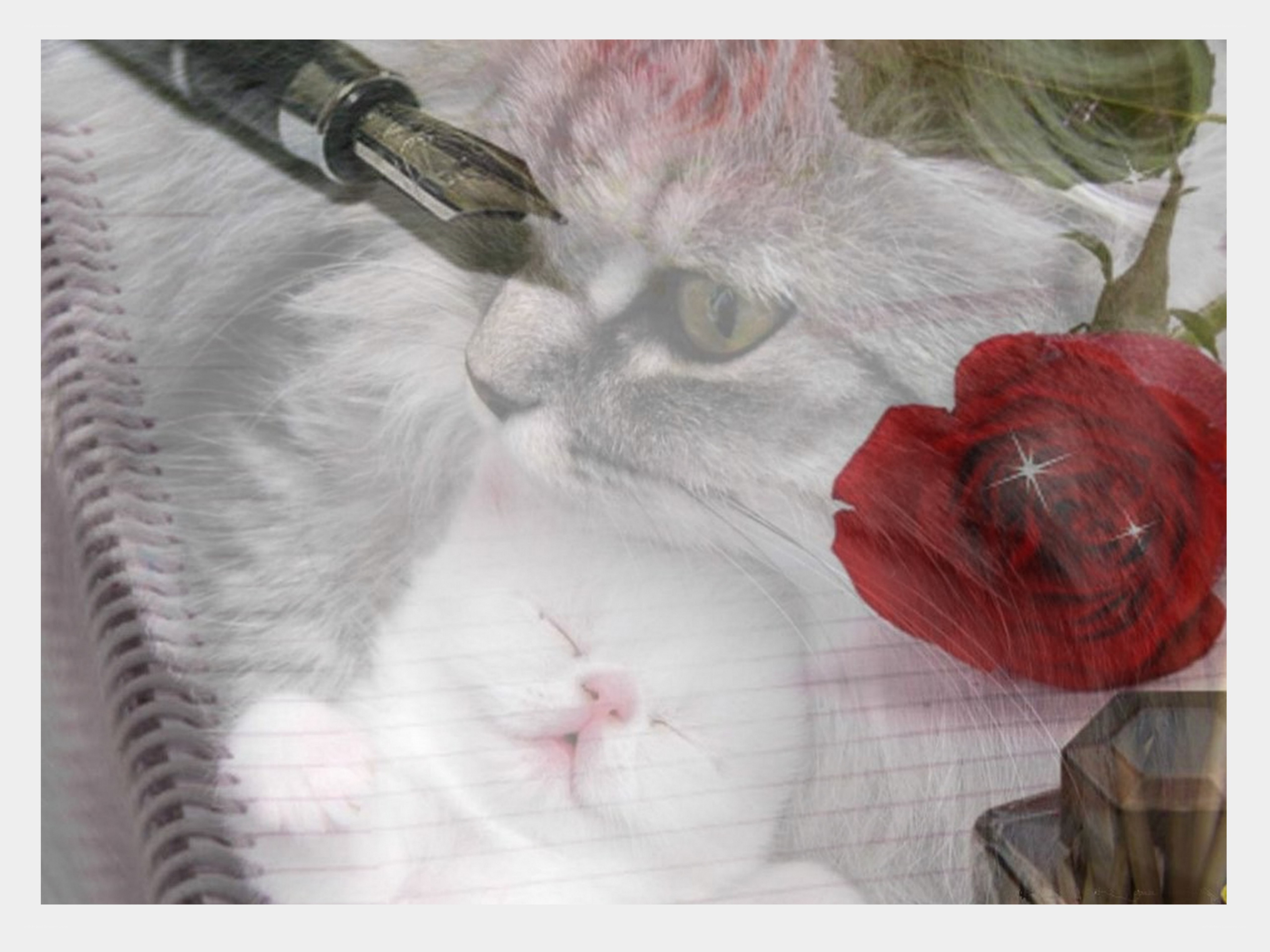 Cat with pen and rose