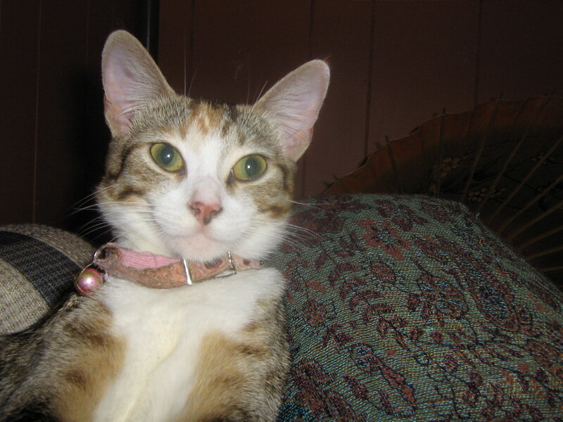 cat with pink collar