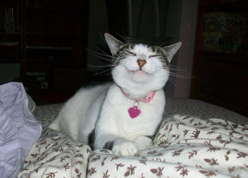 Cat with Pink Collar — White
