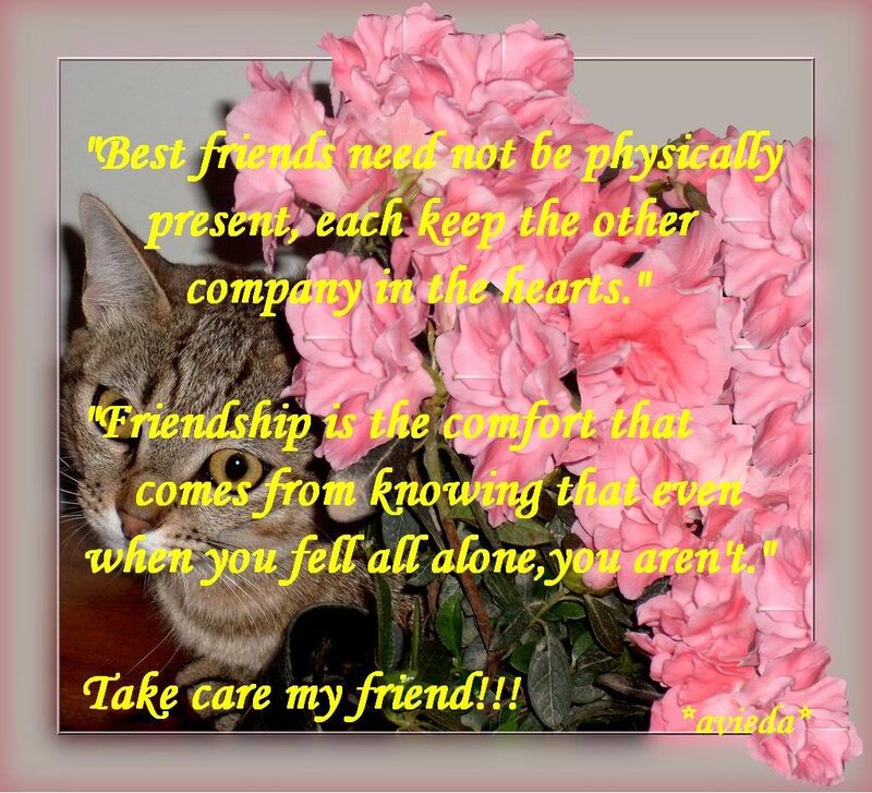 cat with pink flowers