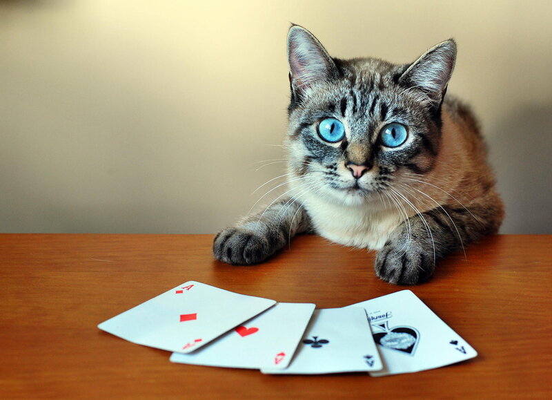 Cat with Playing Cards — Brown, Calm