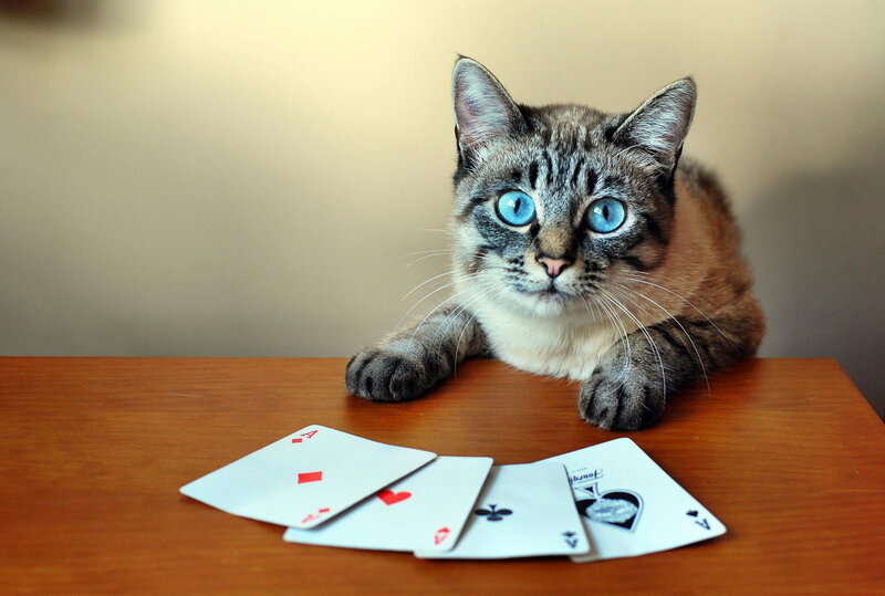 Cat with Playing Cards — Brown
