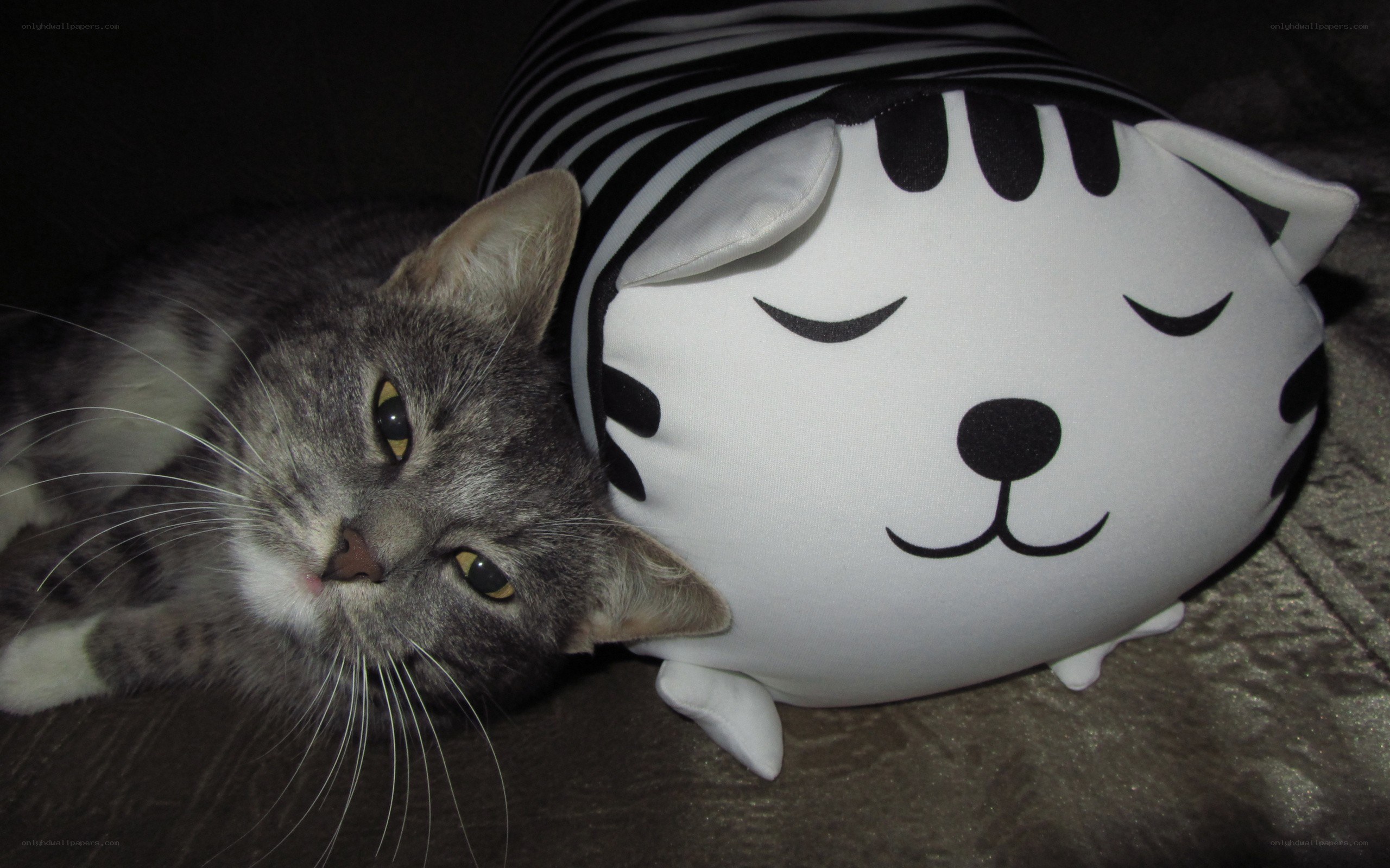 cat with plush toy