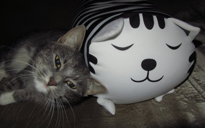 cat with plush toy