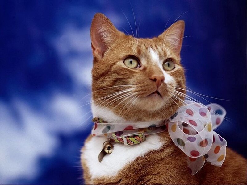 cat with polka dot bow