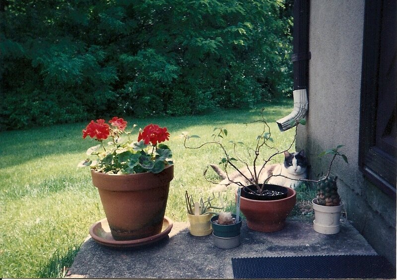 cat with potted plants on porch