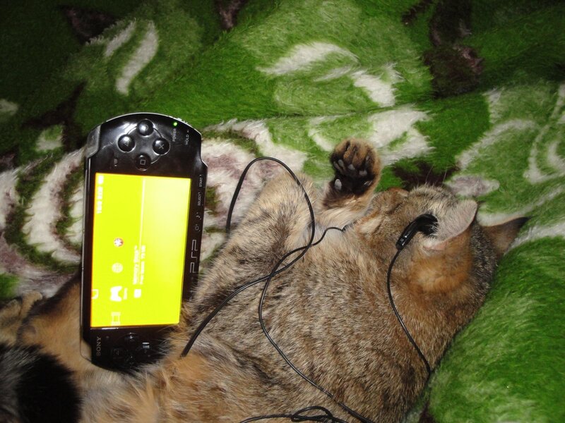 cat with psp on blanket