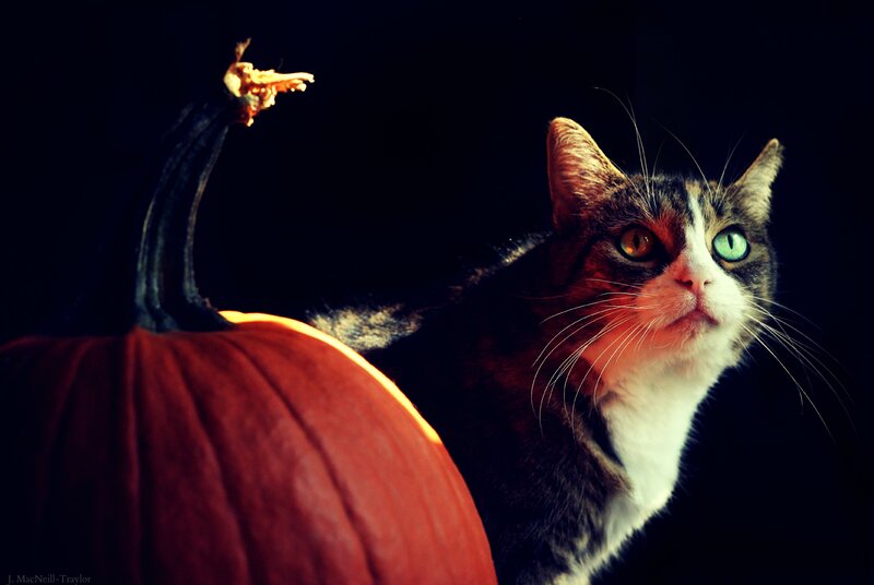 cat with pumpkin in dark