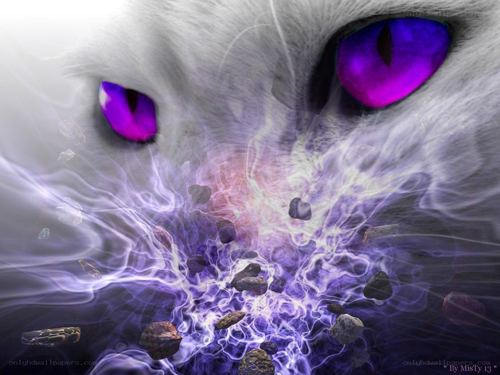 cat with purple eyes