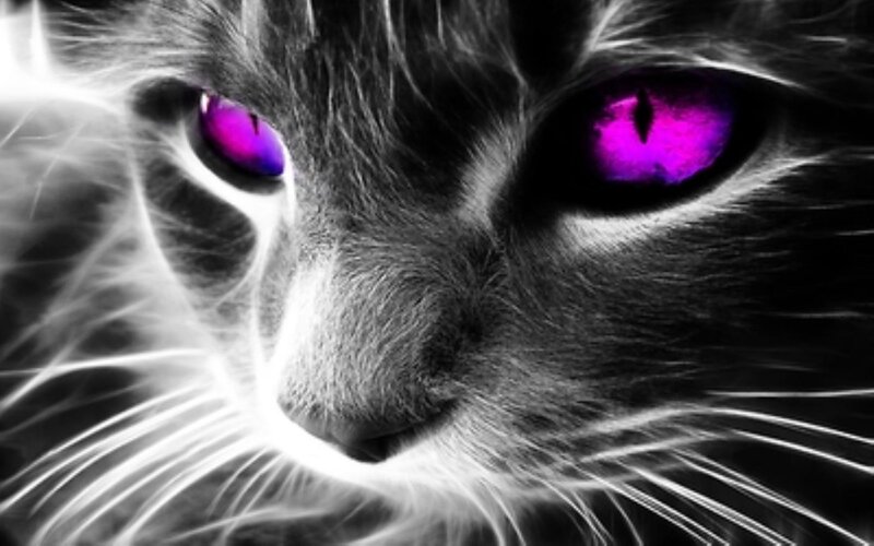 Cat with Purple Eyes — Black