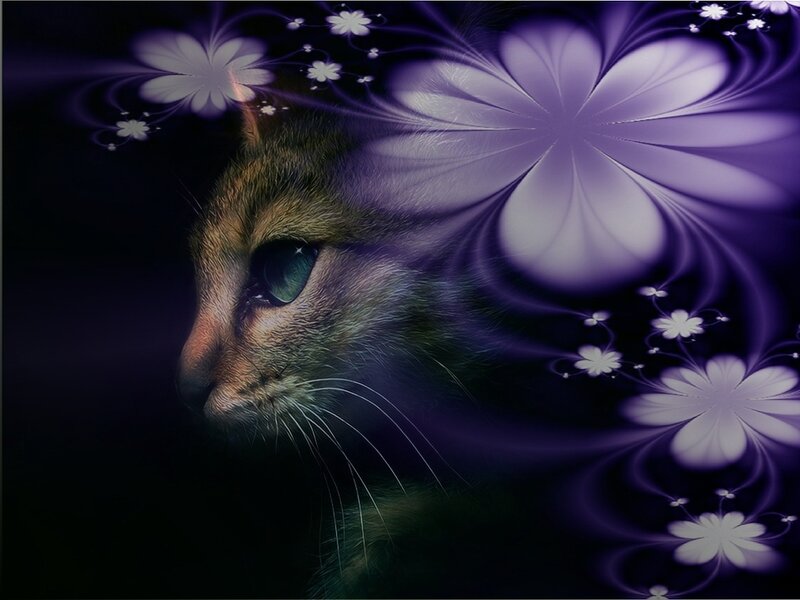 Cat with Purple Flowers — Dreamy