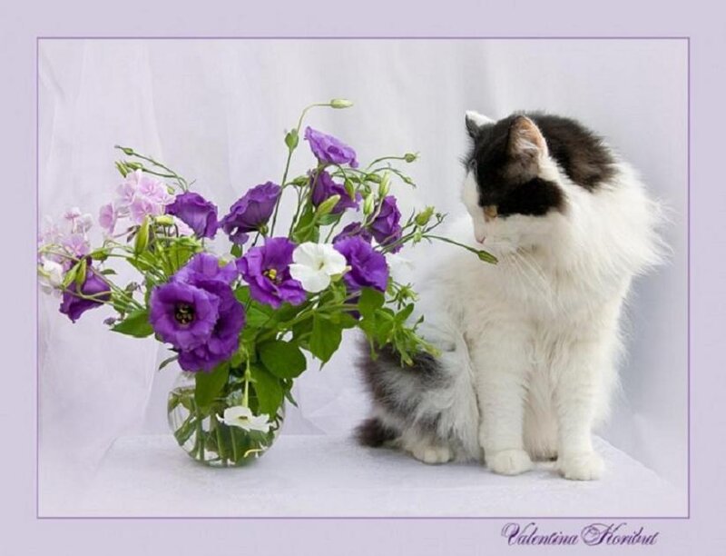 cat with purple flowers