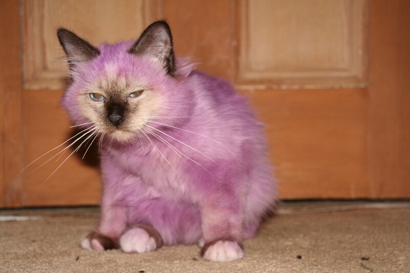 cat with purple fur