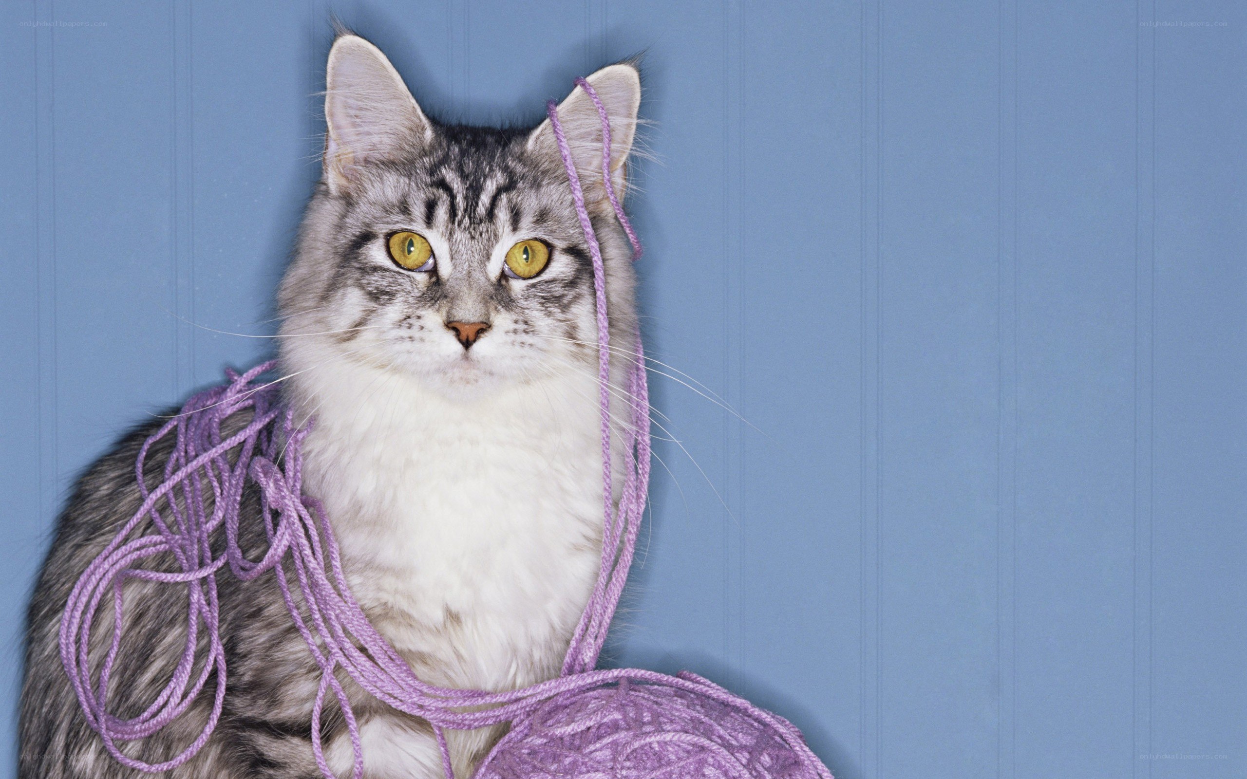 cat with purple yarn