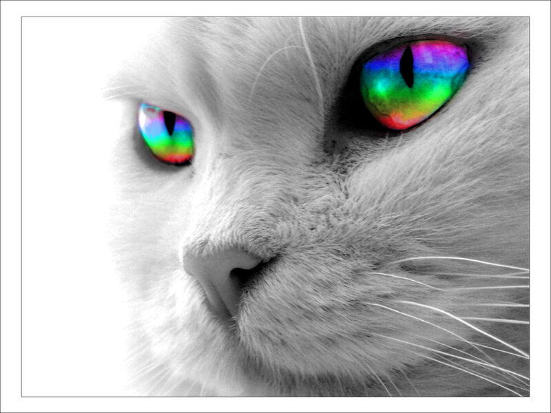 cat with rainbow eyes