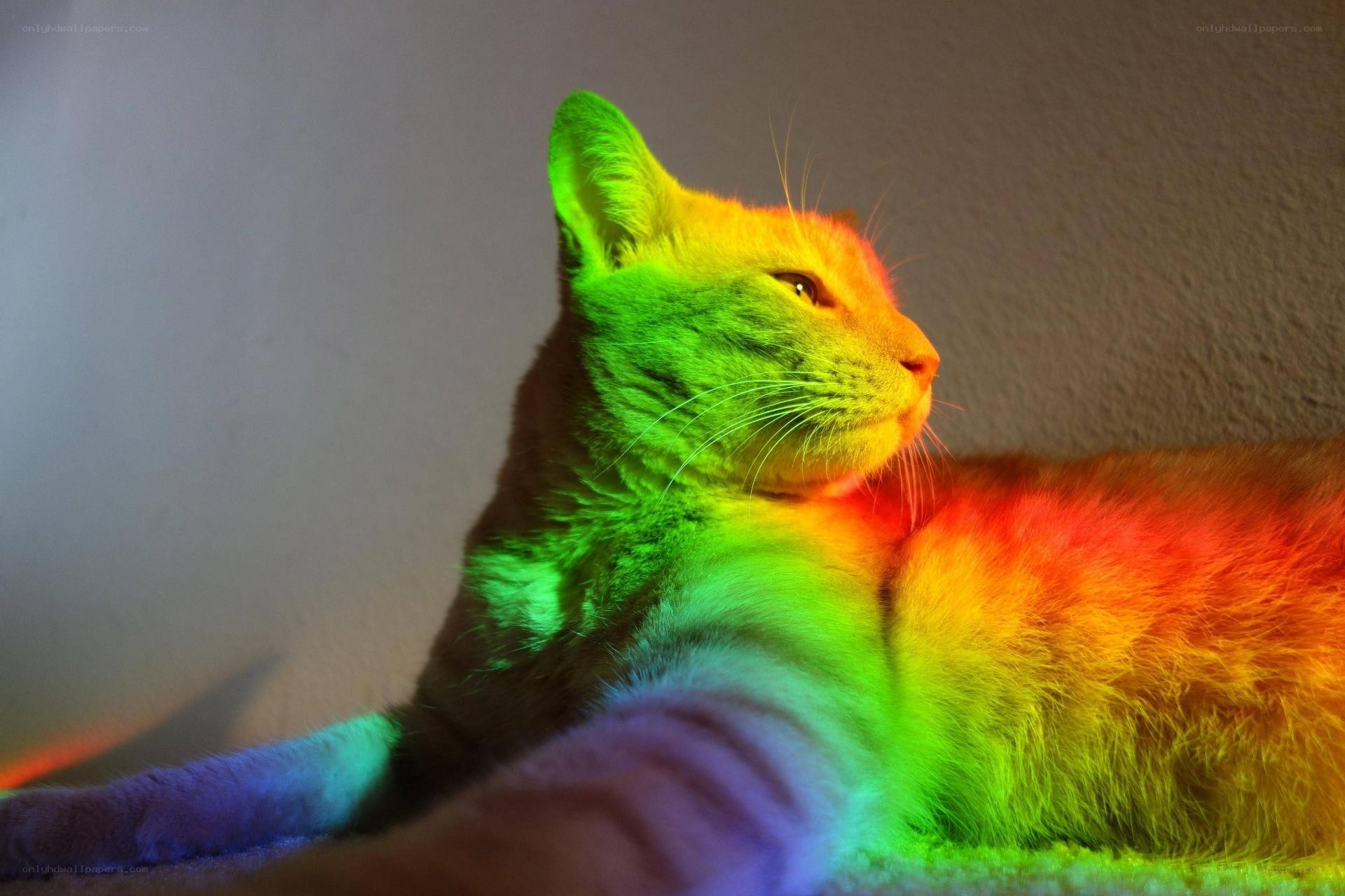cat with rainbow light