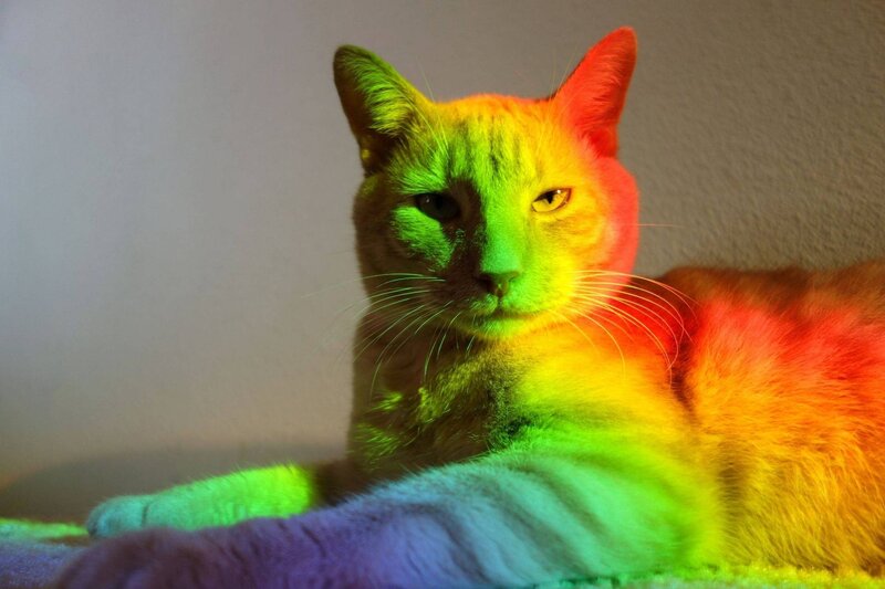 Cat with Rainbow Lighting — Green