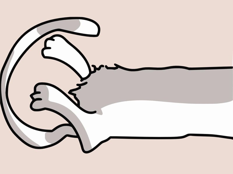 cat with raised paws