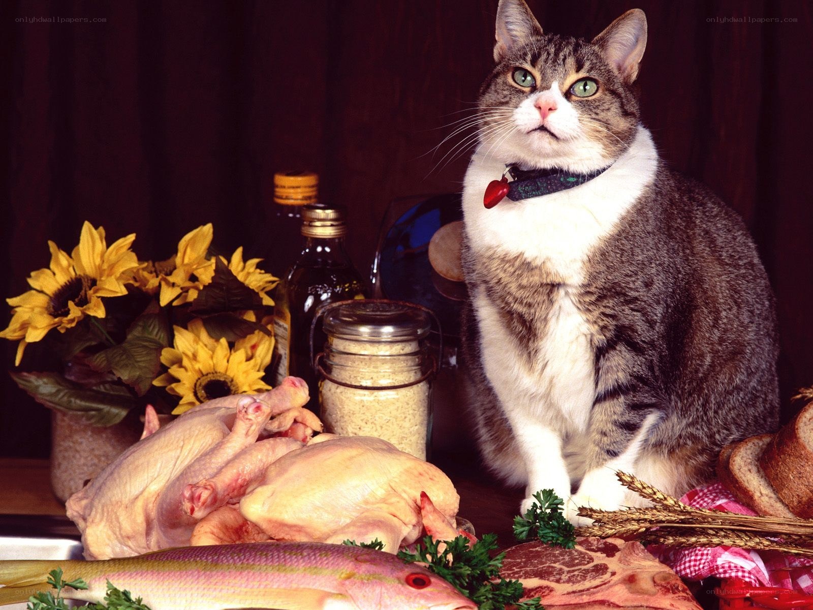 cat with raw meat and fish