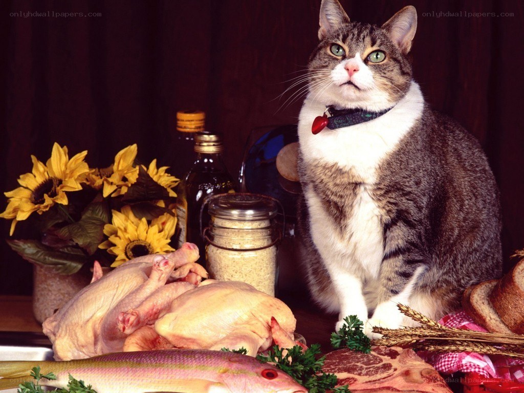 cat with raw meat and fish