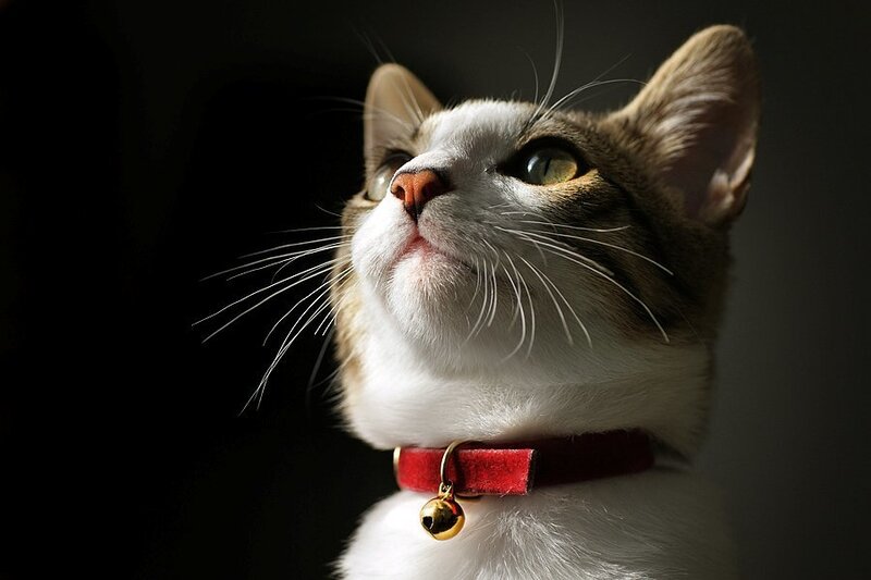 cat with red collar looking up