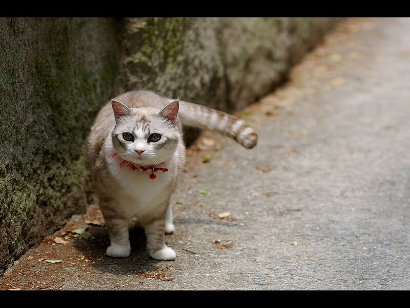 Cat with Red Collar