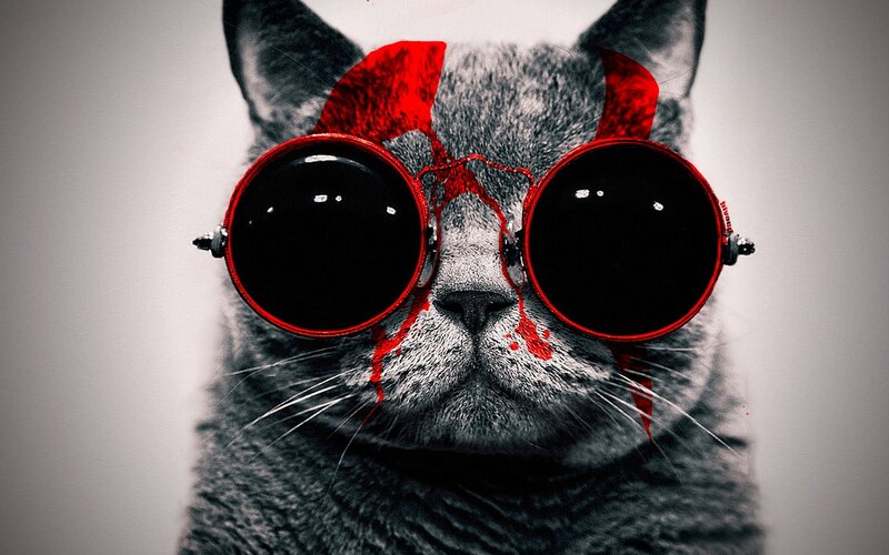 cat with red glasses