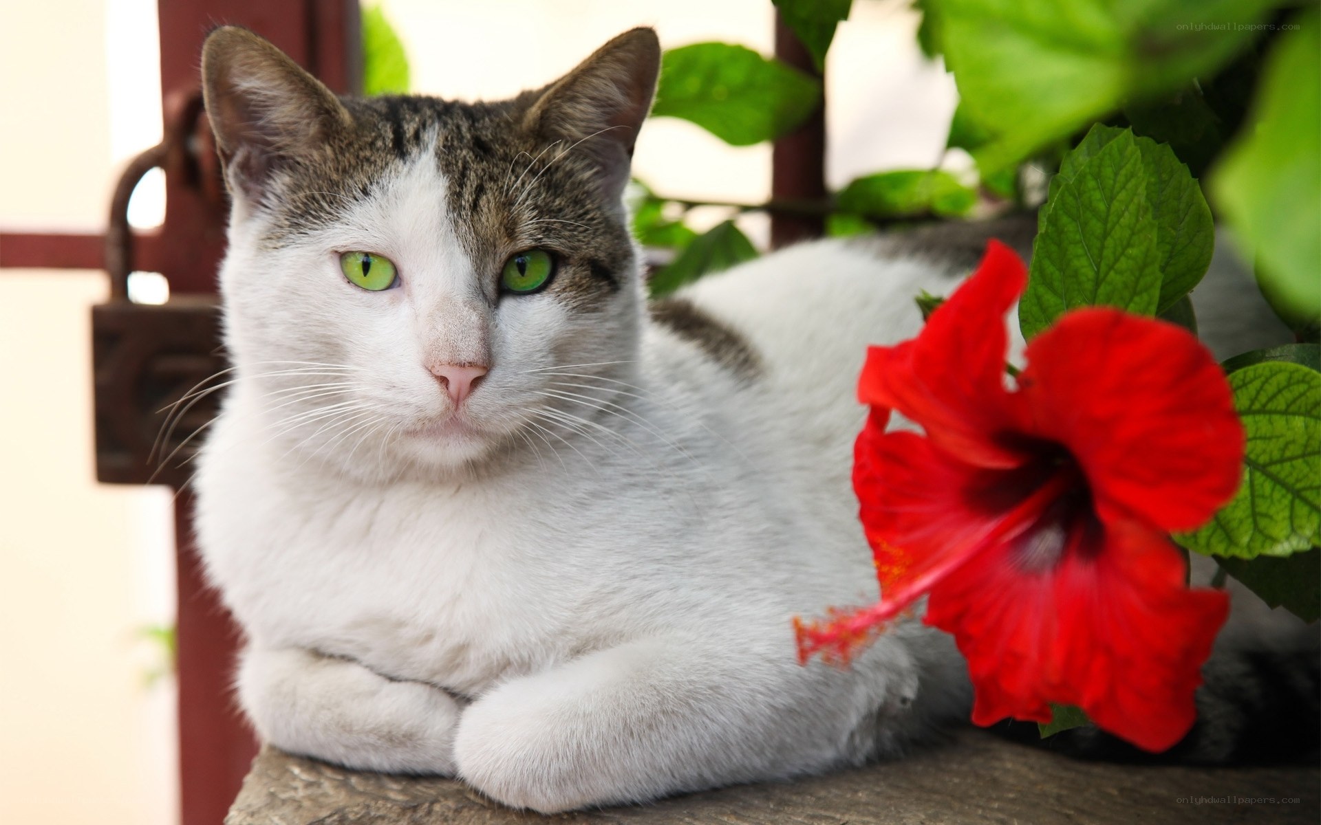 cat with red hibiscus flower