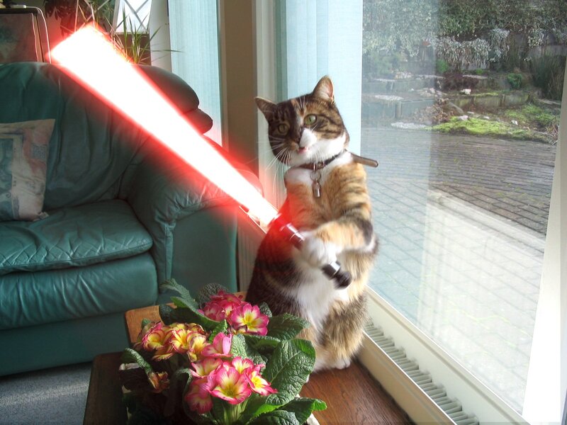 cat with red lightsaber