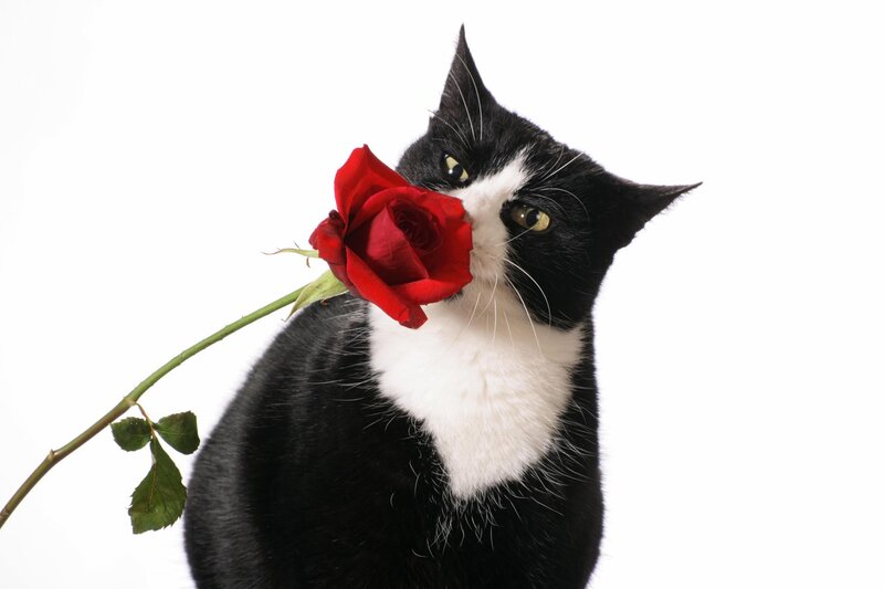 cat with red rose